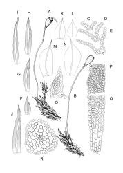 Anoectangium. A–R: A. aestivum. A–B, habit with capsule, moist. C–E, leaf cross-sections. F–J, stem leaves showing variation in shape. K–N, perichaetial leaves. O, leaf apex, papillae omitted. P, mid laminal cells, at margin. Q, lower laminal cells, at margin. R, stem cross-section. A–H, K–R drawn from W. Martin s.n., 17 Apr. 1950, CHR 566191; I–J drawn from isotype of A. bellii, D. Petrie s.n., s.d., WELT M011036.
 Image: R.D. Seppelt © R.D.Seppelt All rights reserved